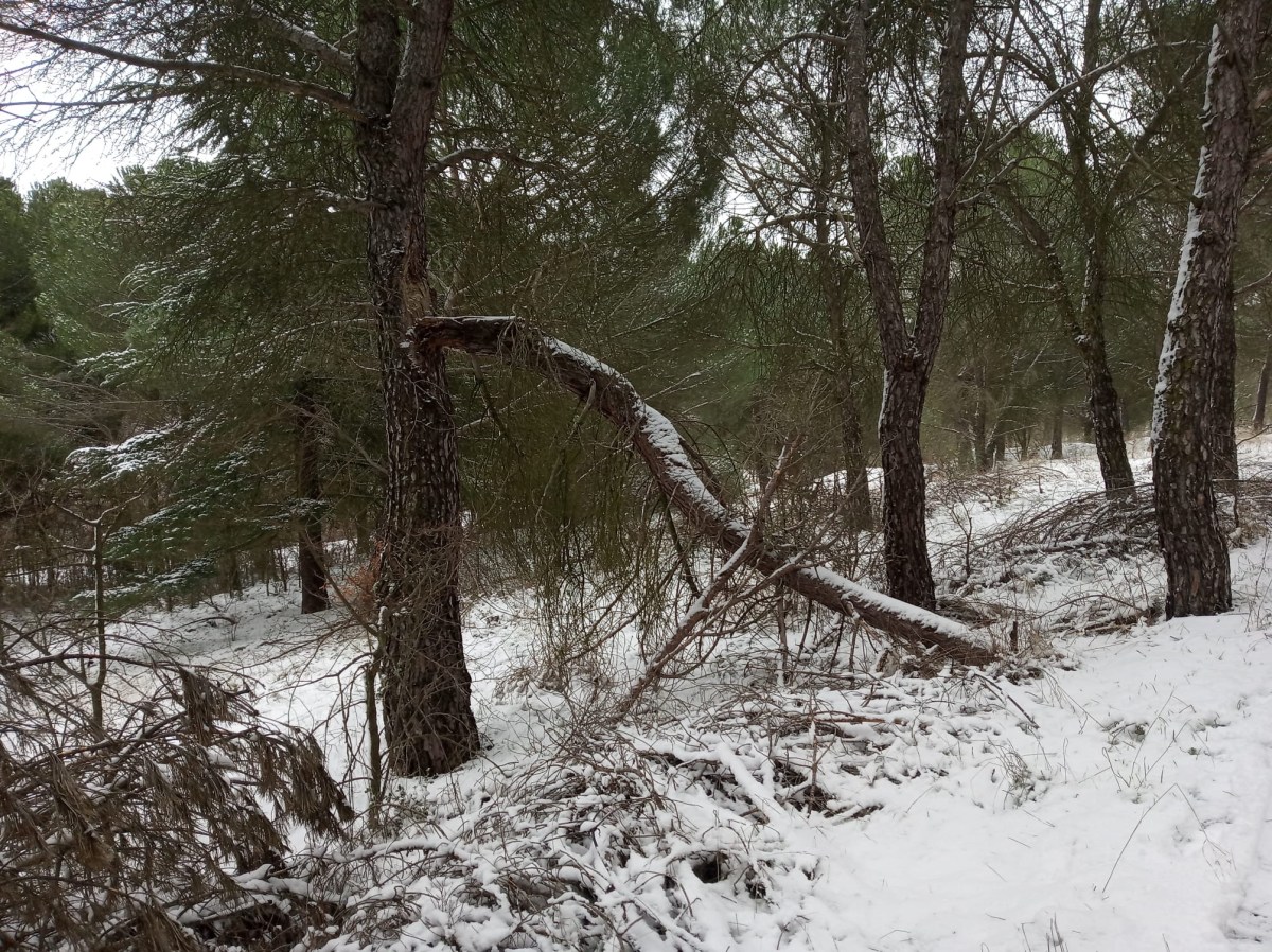 El Grupo Municipal del PSOE solicita al Ayuntamiento de Zamora la retirada de los árboles derribados por el temporal de nieve de 2018 en el Bosque de&nbsp;Valorio.