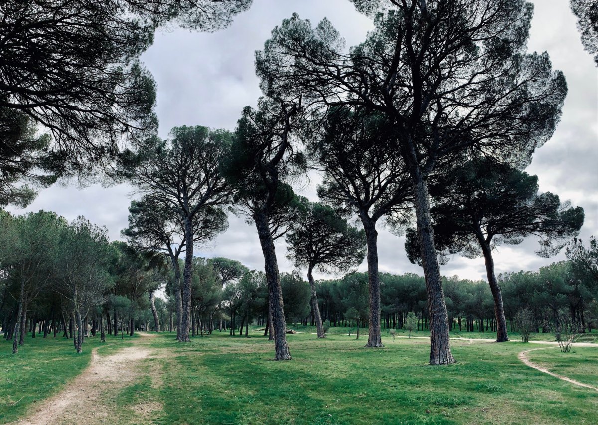 Un paseo comentado por la historia y la naturaleza del Bosque de&nbsp;Valorio